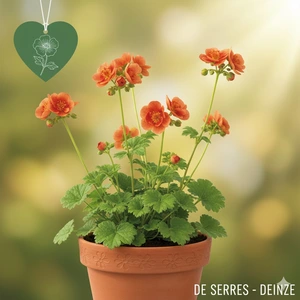 Geum coccineum 'Nonna'®