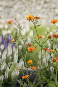 Geum hybr. 'Banana Daiquiri' P9 - afbeelding 2