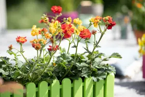 Geum hybr. 'Banana Daiquiri' P9 - afbeelding 3