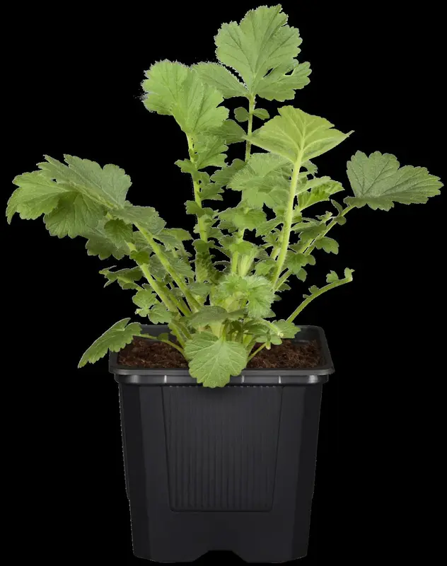 Geum hybr. 'East of Eden' P9 - afbeelding 2