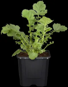 Geum hybr. 'Tempo Rose' P9 - afbeelding 2