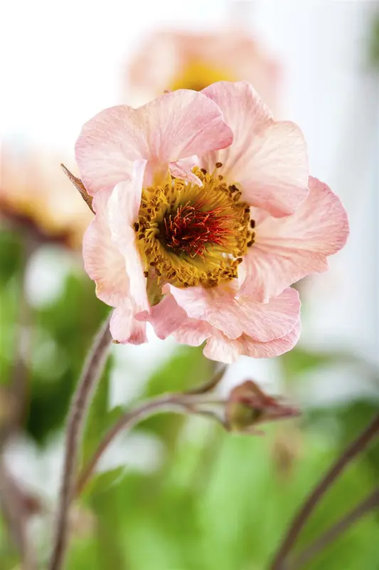 Geum - afbeelding 1