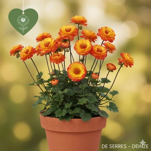 Geum 'Tequila Sunrise'