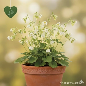 Geum rivale 'Album' P9