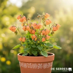 Geum riv. 'Leonard's Variety' P9