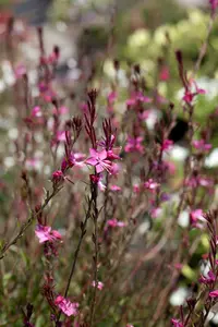 gaura lindh. 'geyser pink' ( oenothera lindh.) P9