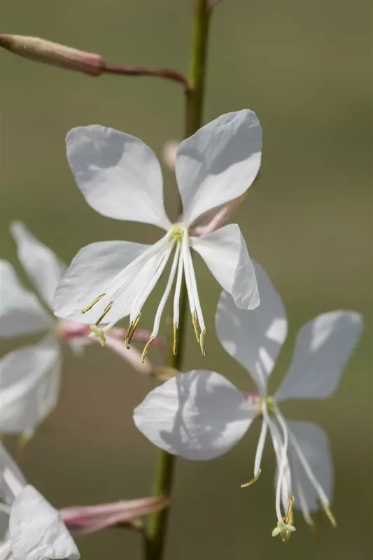 Geyser White - afbeelding 1