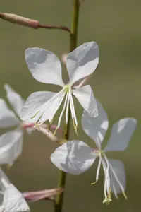Geyser White - afbeelding 8