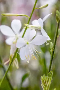 Geyser White - afbeelding 4
