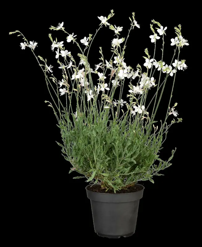 Geyser White - afbeelding 2