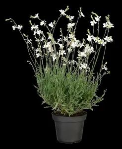 Geyser White - afbeelding 2