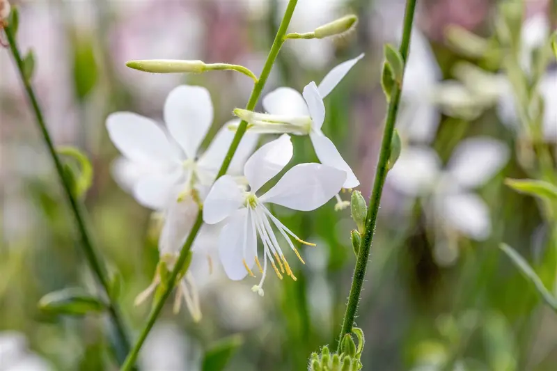 Geyser White - afbeelding 3