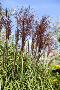 miscanthus sin. 'ghana' P9 - afbeelding 5