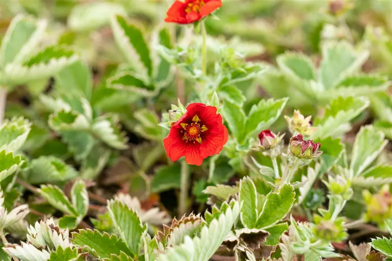 potentilla hybr. 'gibson's scarlet' P9