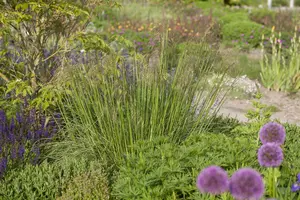 stipa gigantea P9 - afbeelding 3