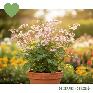 Gillenia trifoliata 'Pink Profusion'® P9