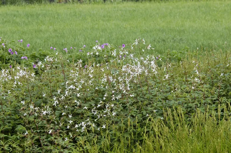 trifoliata - afbeelding 2