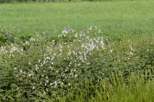 trifoliata - afbeelding 2