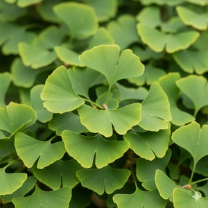 Ginkgo biloba 'Eiffel' C18 (125-150)