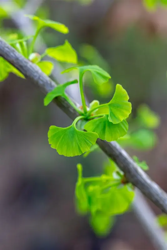 Ginkgo bil. 'Fastigiata Blagon'® 150-175   C35 - afbeelding 1