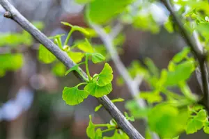 Ginkgo bil. 'Fastigiata Blagon'® 150-175   C35 - afbeelding 2