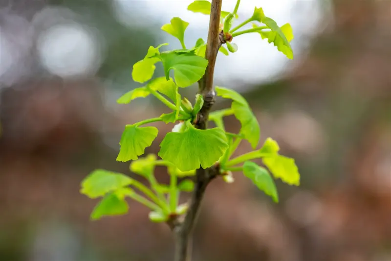 Ginkgo bil. 'Fastigiata Blagon'® 150-175   C35 - afbeelding 3