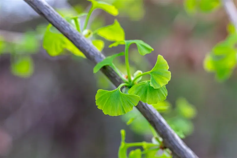 Ginkgo bil. 'Fastigiata Blagon'® 150-175   C35 - afbeelding 4