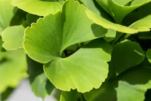 ginkgo bil. 'fastigiata blagon'® (250-300 cm) - afbeelding 5