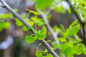 ginkgo bil. 'fastigiata blagon'® (250-300 cm) - afbeelding 3
