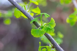 ginkgo bil. 'fastigiata blagon'® (250-300 cm) - afbeelding 5