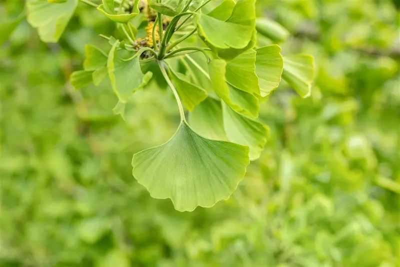 Ginkgo bil. 'Horizontalis' 8/10 HO C