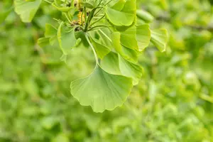 Ginkgo bil. 'Horizontalis' 8/10 HO C