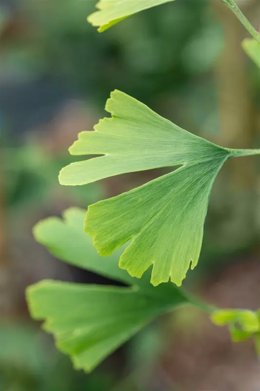 Ginkgo bil. 'Little Emperor' 40- 50   C6 - afbeelding 3