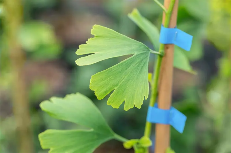 Ginkgo bil. 'Little Emperor' 40- 50   C6 - afbeelding 2