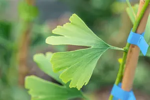 Ginkgo bil. 'Little Emperor' 40- 50   C6 - afbeelding 4