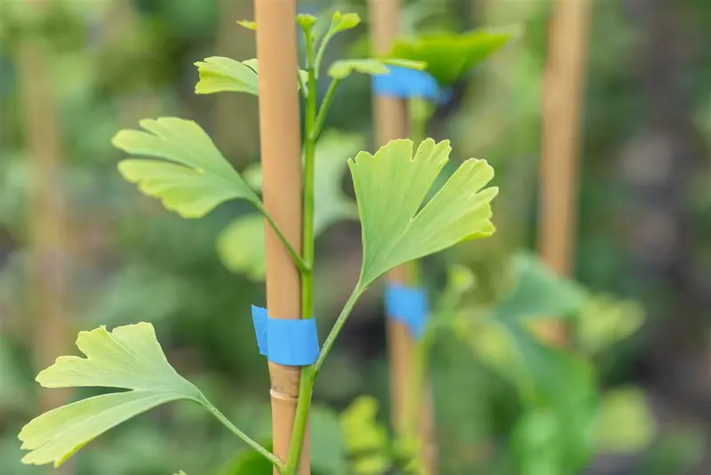 Ginkgo bil. 'Little Emperor' 40- 50   C6 - afbeelding 1