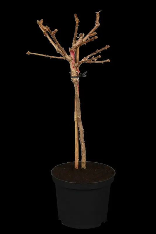 ginkgo bil. 'mariken' 10/12 C30 - afbeelding 1
