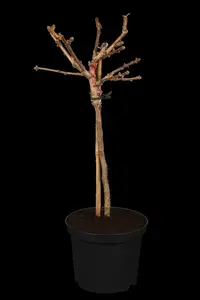 ginkgo bil. 'mariken' 10/12 C30 - afbeelding 5