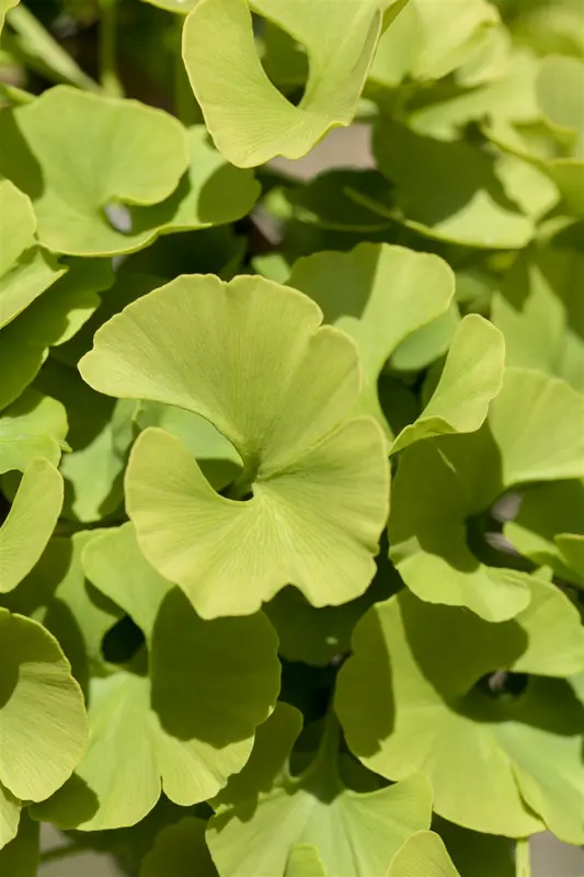 ginkgo bil. 'mariken' 10/12 C30 - afbeelding 4