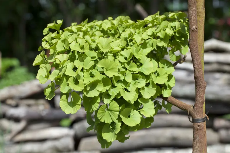 ginkgo bil. 'mariken' 10/12 C30 - afbeelding 5
