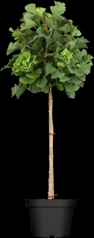 ginkgo bil. 'mariken' 10/12 C30 - afbeelding 3