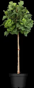 ginkgo bil. 'mariken' 10/12 C30 - afbeelding 3