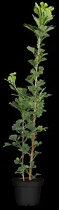 ginkgo bil. 'menhir'® (200-250 cm) - afbeelding 4