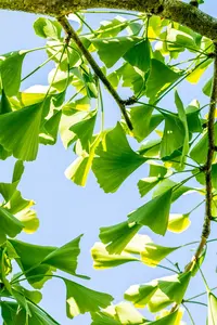 Pendula - afbeelding 3