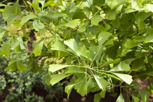 Ginkgo bil. 'Saratoga' 150-175   C35 - afbeelding 2
