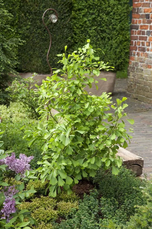 ginkgo bil. 'saratoga' (175-200 cm) - afbeelding 1