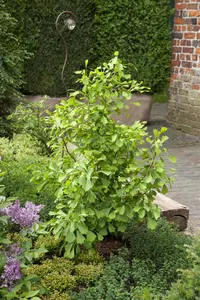 ginkgo bil. 'saratoga' (175-200 cm) - afbeelding 5