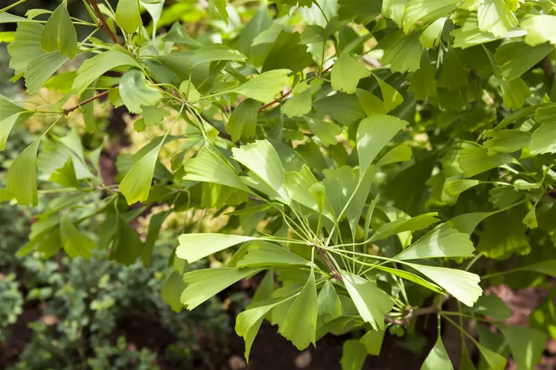 ginkgo bil. 'saratoga' (175-200 cm) - afbeelding 2