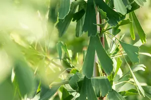 ginkgo bil. 'saratoga' (175-200 cm) - afbeelding 5