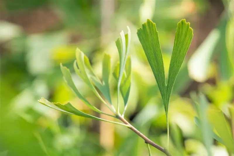 ginkgo bil. 'saratoga' (175-200 cm) - afbeelding 3